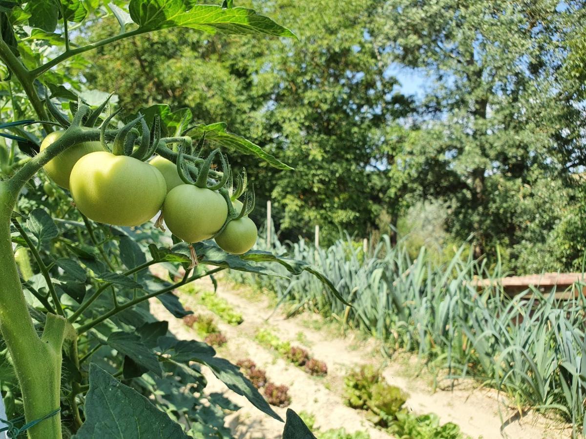 Agriturismo Il Burlino Apartments Lerma Εξωτερικό φωτογραφία